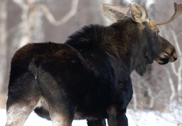 Moose in forest