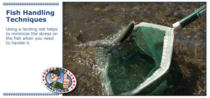 Using a landing net reduces stress on the fish