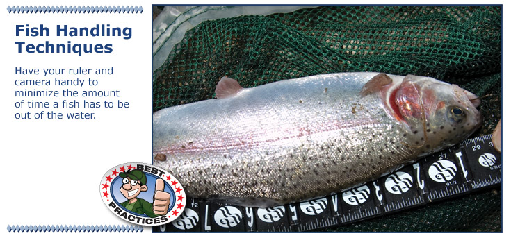 Minimize out-of-water time: have your ruler and camera ready