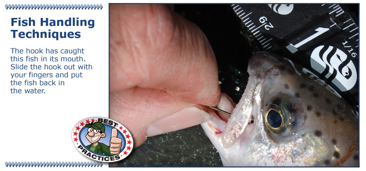 Slide the hook out with your fingers then release the fish