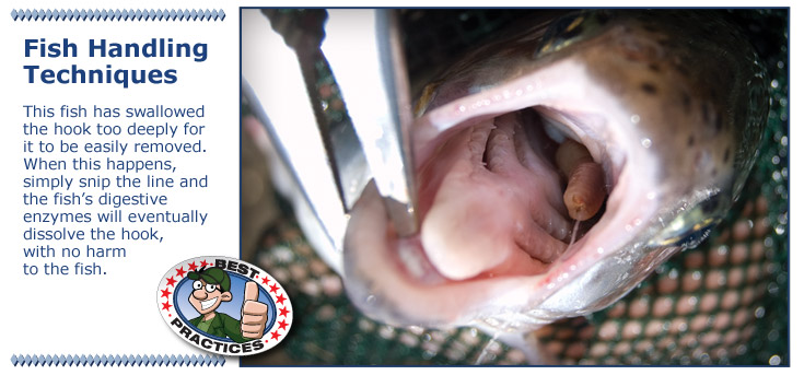 Snip the line on swallowed hooks - fish will digest it