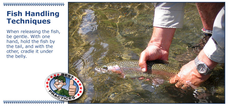 Release the fish by gently holding it by the tail and cradling it's belly