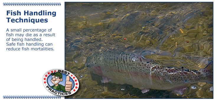 Safe fish handling reduces fish mortalities