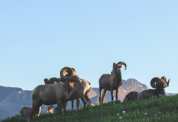 Bighorn sheep