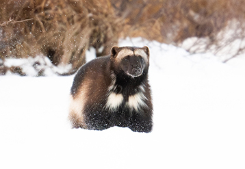Image of a wolverine advancing through snow along the edge of a frozen lake.